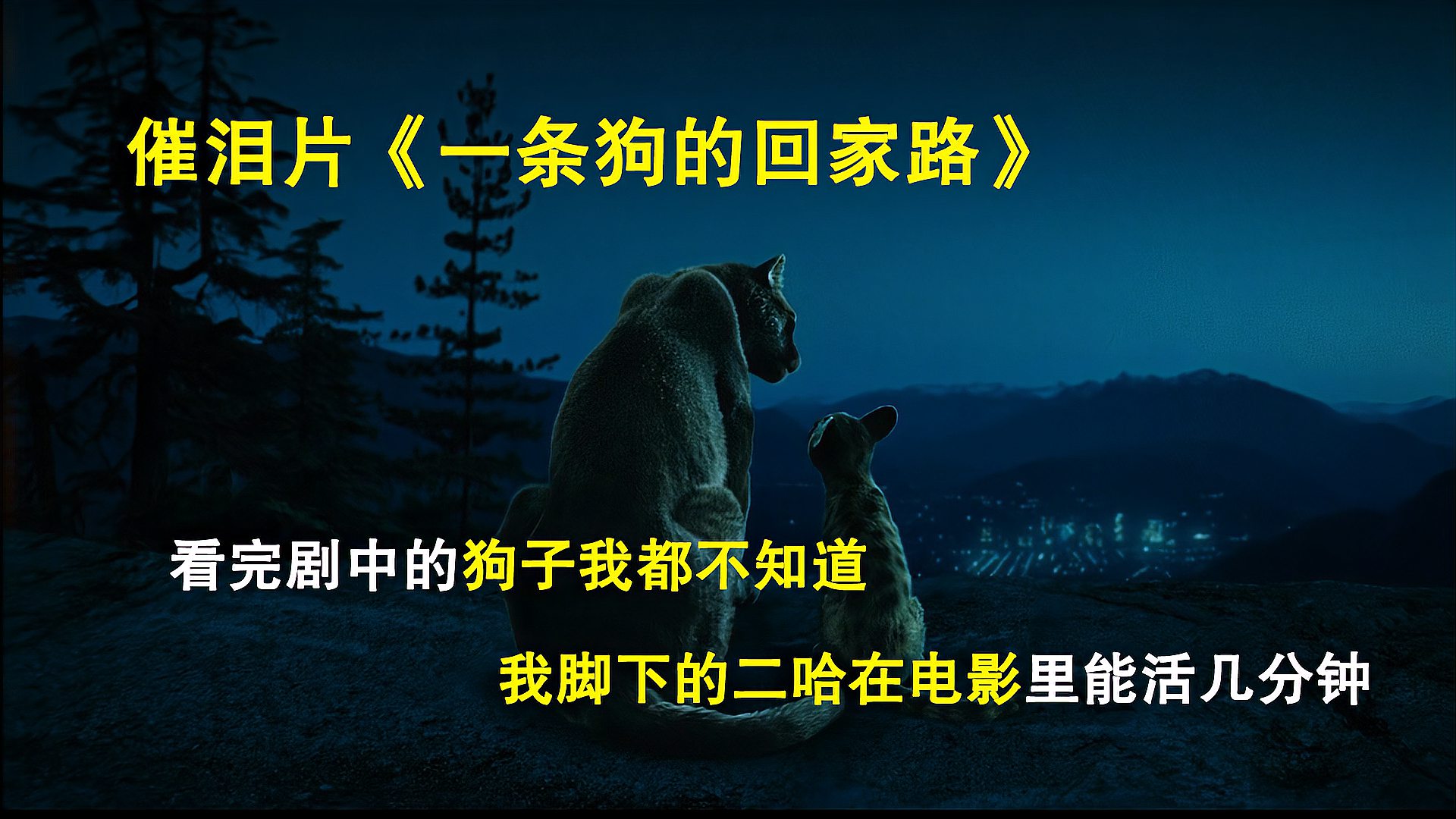 [图]催泪片《一条狗的回家路》狗狗捡只美洲狮当保镖,踏上回家路