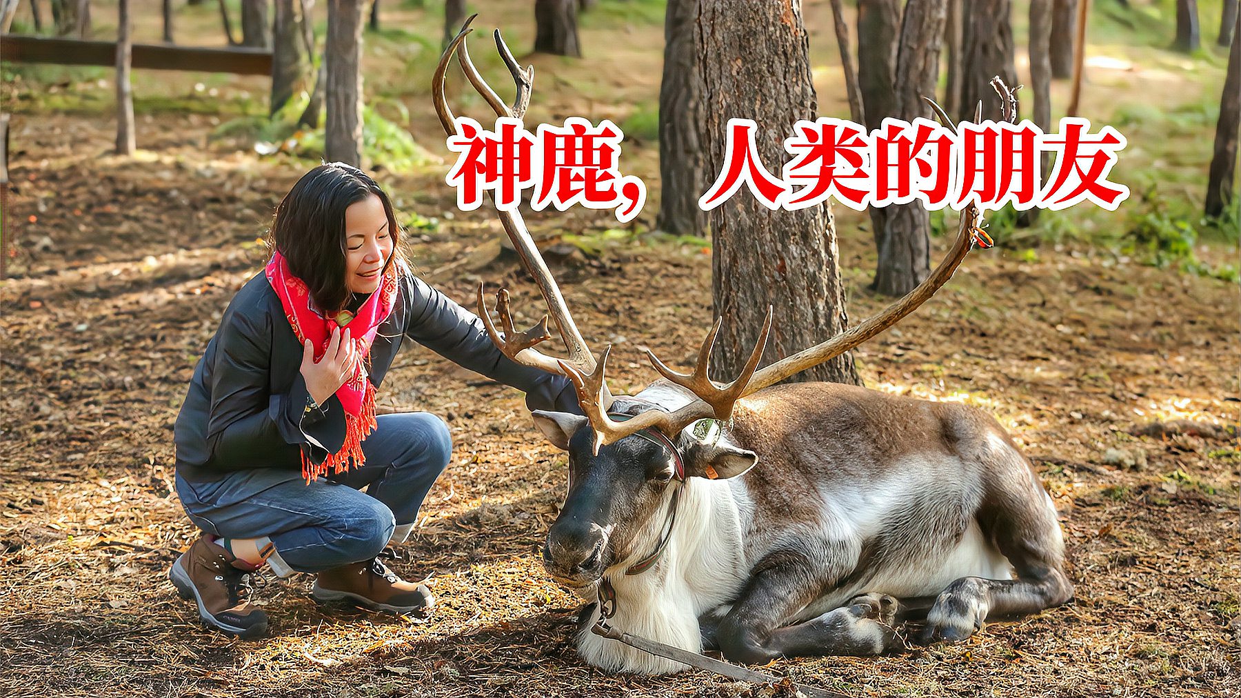 [图]中国大兴安岭独有的驯鹿，天生亲近人类，密林中遇到有可能跟你走