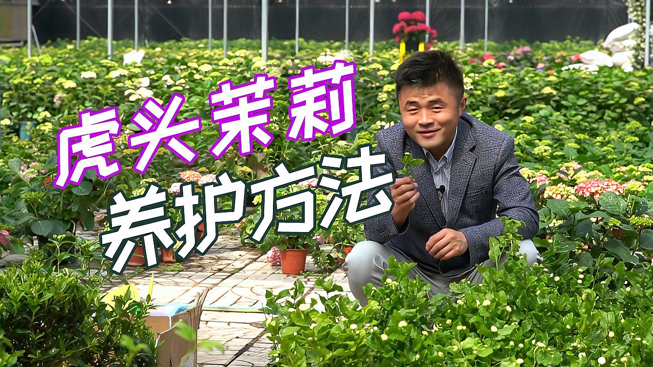 [图]虎头茉莉怎么养护？修剪注意什么？学会这几招， 开花满屋香