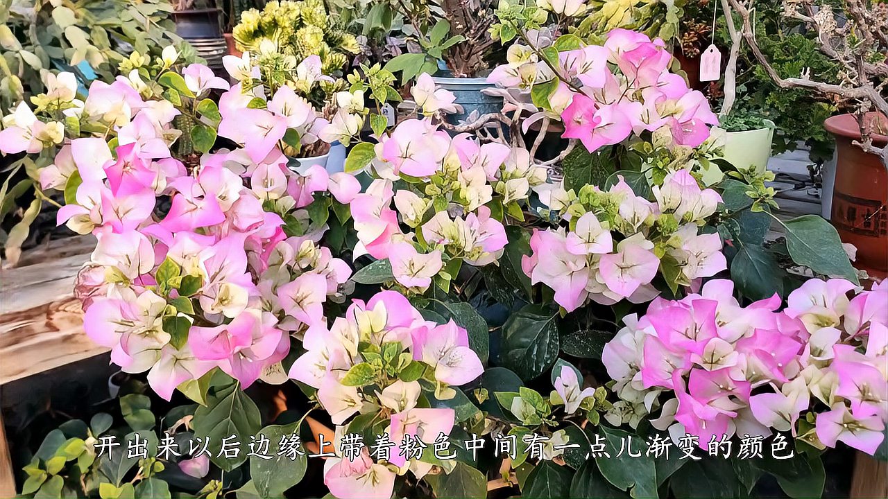 [图]三角梅“绿叶樱花”，耐寒又耐旱，掌握养护技巧，四季开花并不难