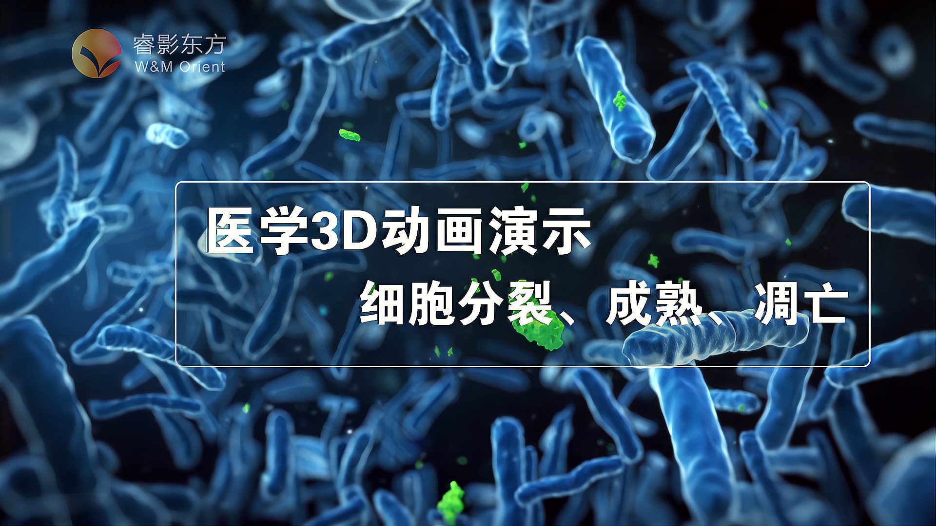 [图]【3D医学动画】免疫细胞,中性粒细胞分裂、凋亡、减少