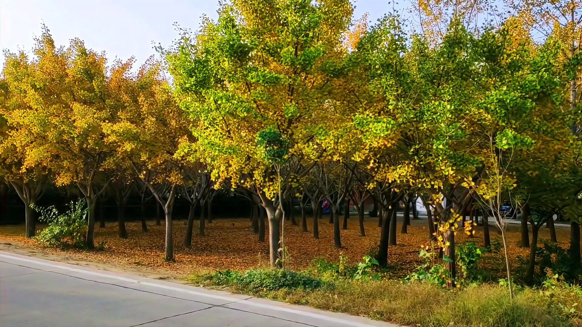 [图]秋天是赏银杏的好时节,信阳五曲峡遍布银杏树,豫南赏秋的好去处