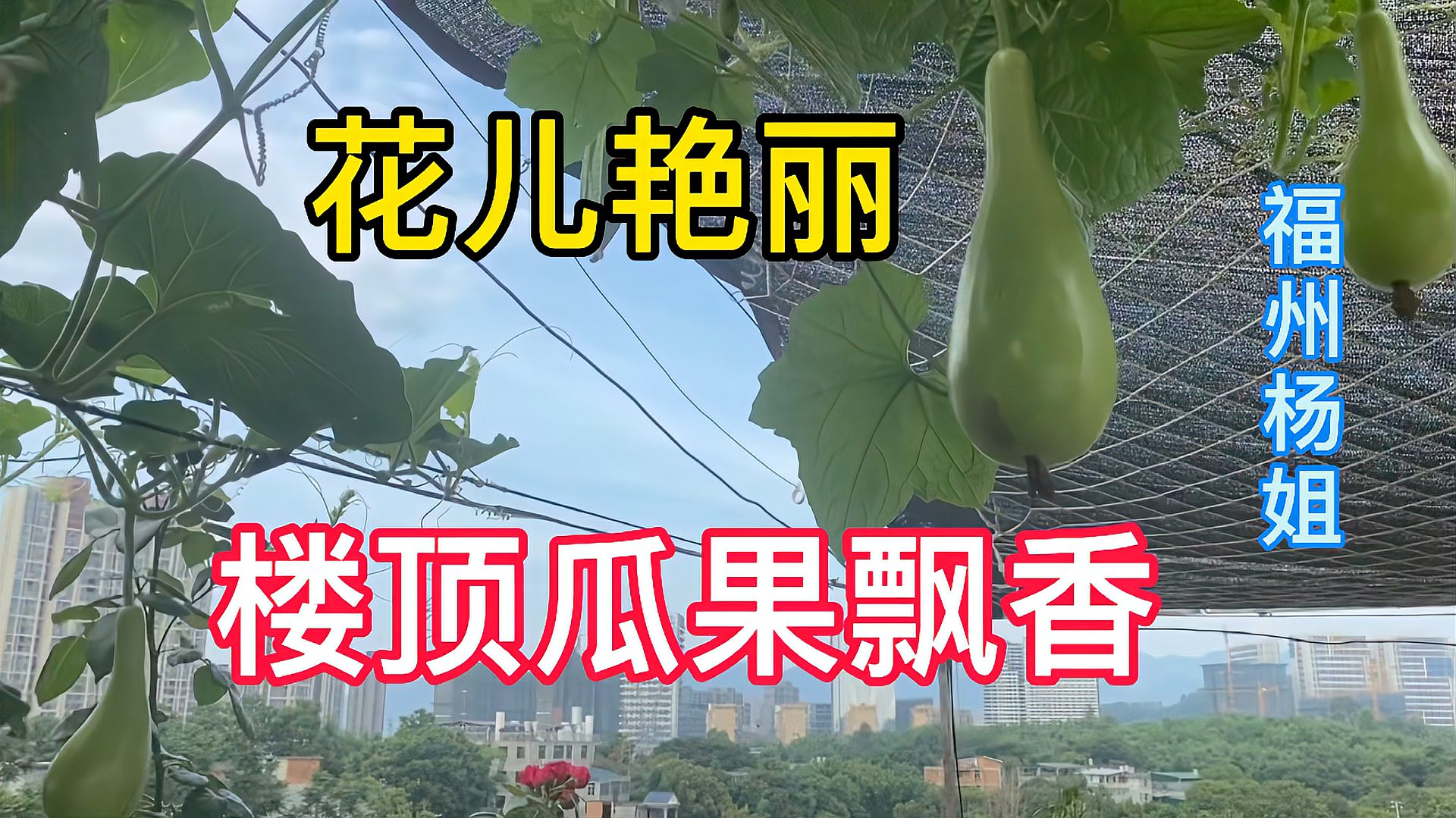 [图]入夏楼顶瓜果飘香,花儿绽放,一片生机勃勃!还有迷人的小多肉!