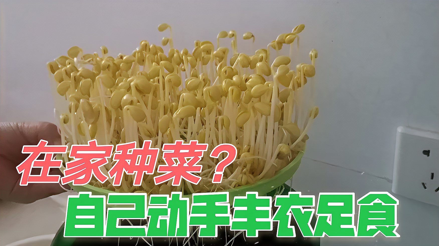 [图]自己在家动手丰衣足食?在家就能生长的蔬菜?我的黄豆芽生长记!