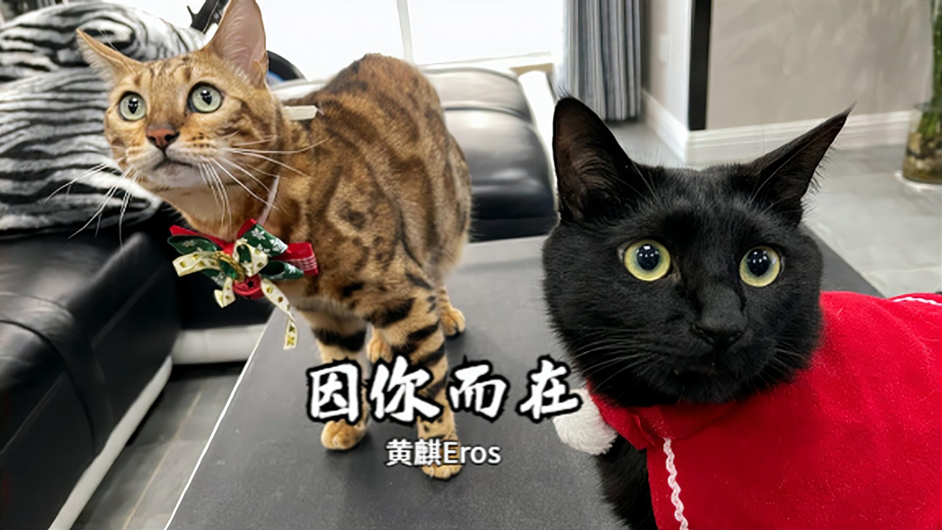 [图]黄麒Eros《因你而在》|深情演绎林俊杰情歌,节奏跳跃,好听到炸