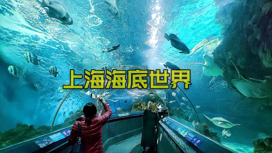 [图]上海的海底世界，亚洲最大的水族馆之一，门票160元