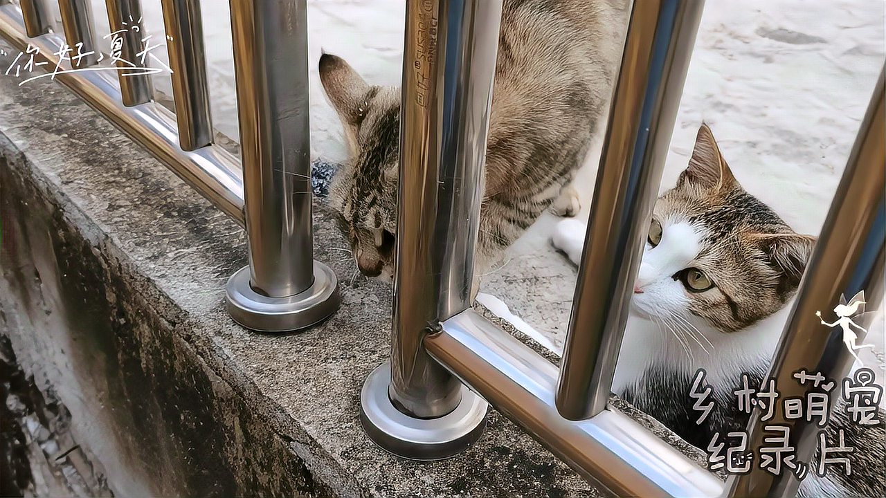 [图]嗷呜,嗷呜,这狸花猫就是见不得狗,看见狗就发狠