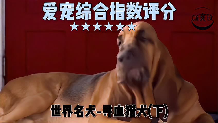 [图]表情哀痛的大神探寻血猎犬 一分钟看懂你的狗爱宠综合指数评分下