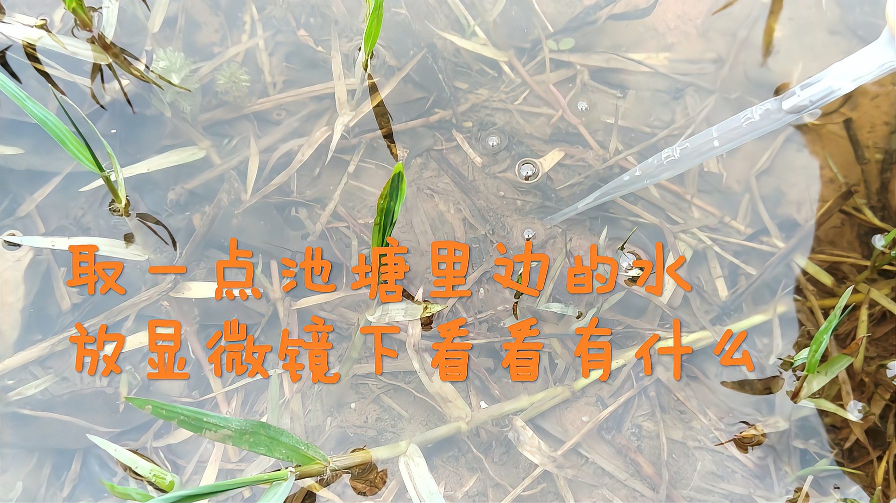 [图]取一点池塘里的水放大看看有什么