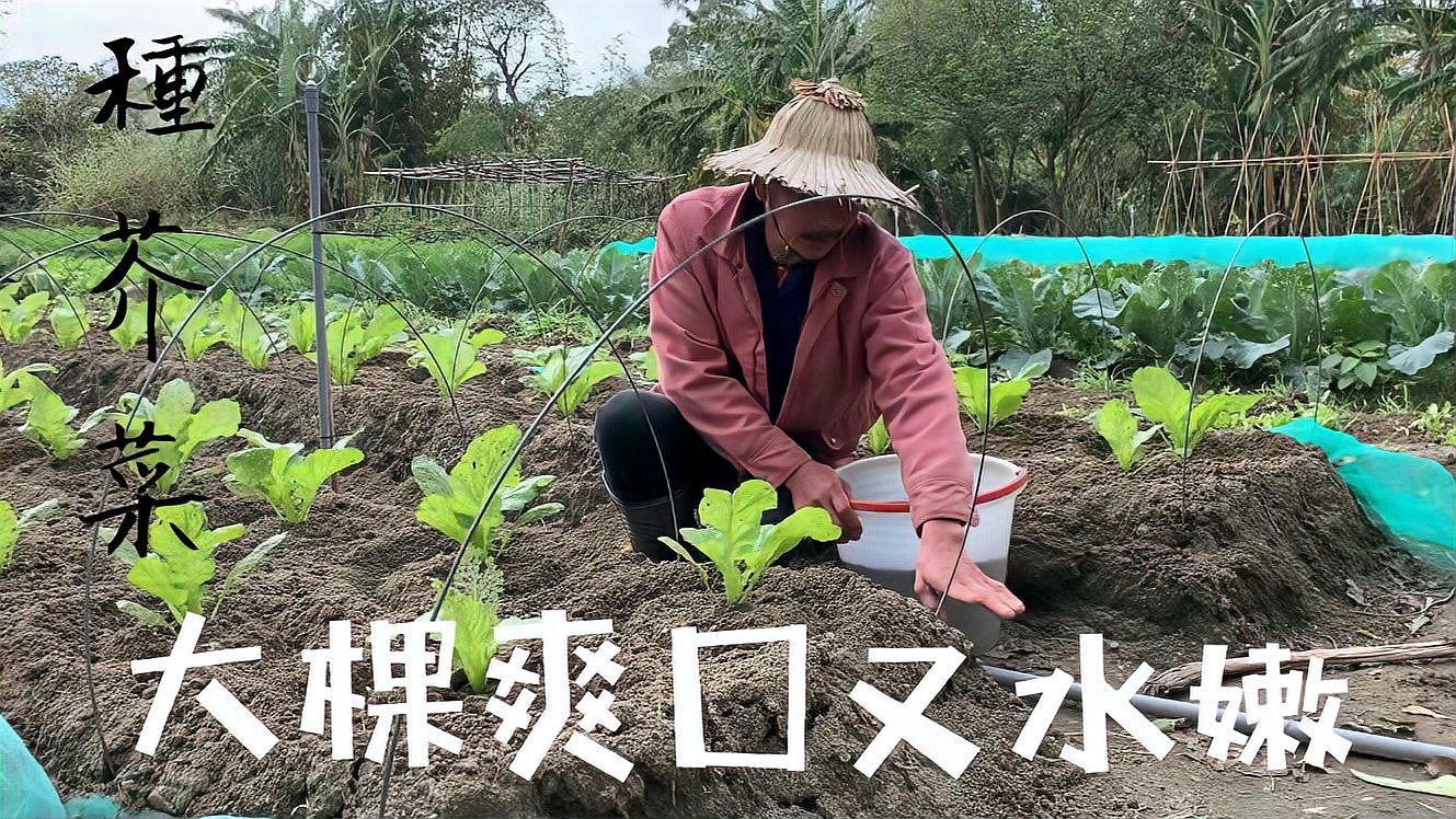 [图]【种芥菜】怎样种大棵爽囗又水嫩的芥菜〜肥水管理全过程〜