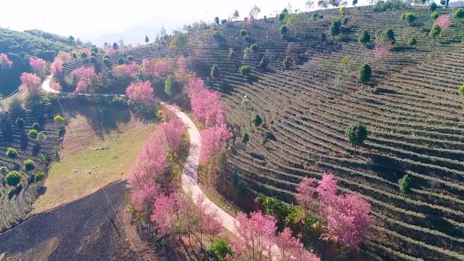 [图]遇见一场粉色浪漫!云南冬日暖阳樱花绽放,市民喊话外地亲友