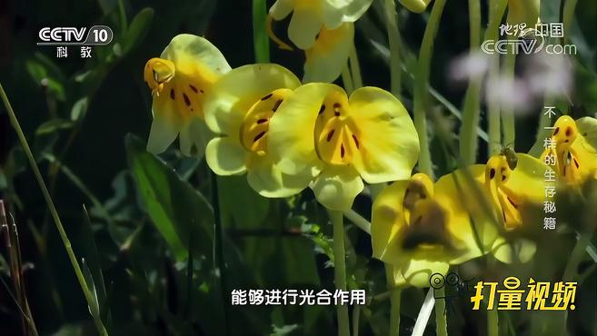 [图]花朵世界里的造型师马先蒿,花形奇特颜色丰富多彩|地理·中国