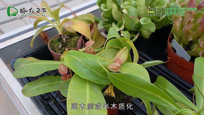 [图]「上」什么是食虫植物呢?了解一下它的分类及其特点吧~