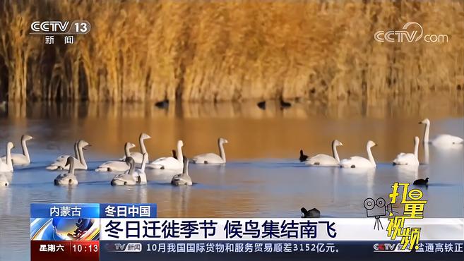 [图]内蒙古:冬日迁徙季节,候鸟集结南飞,超壮观!|新闻直播间