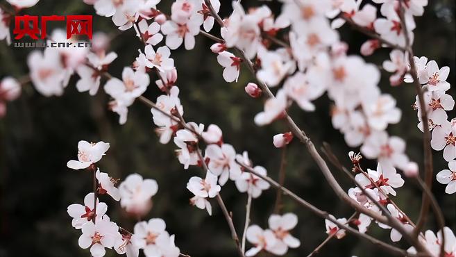 [图]春天里的陕西|黄河壶口瀑布迎来“桃花汛”