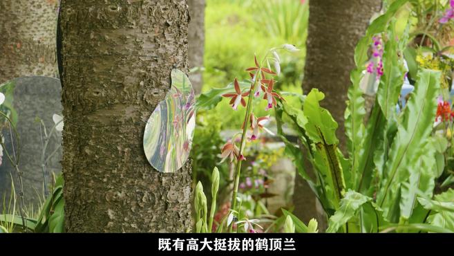 [图]特色植物展|春韵