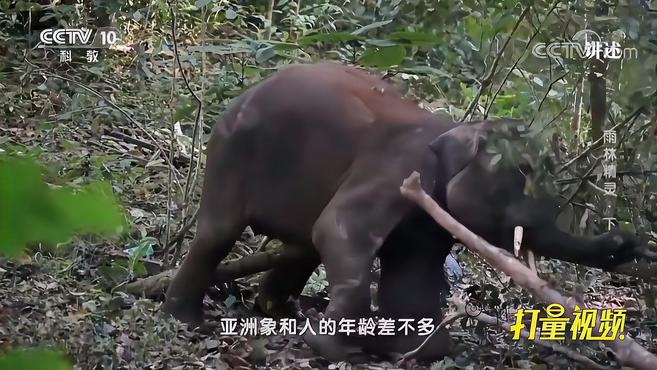 [图]亚洲象的年龄跟人差不多!实拍4岁半大象打滚卖萌,太可爱|讲述