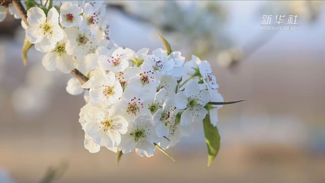 [图]边城珲春:万亩梨花展笑靥