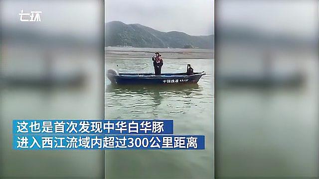 [图]梧州西江水域300公里流域内现中华白海豚,系首次发现