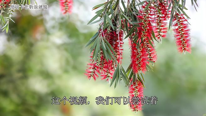 甜甜圈·折返滤镜拍花I