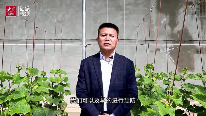 春管春耕进行时|日照农技专家温室大棚开讲 现代科技助力蔬菜管理