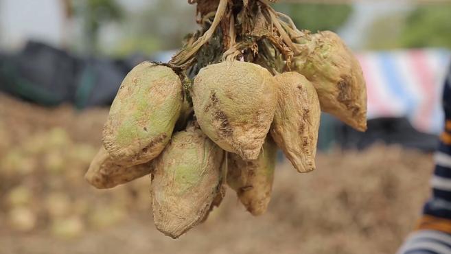 万能头菜皆可搭:温存儿时记忆,传承手工刨制