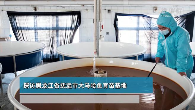 探访黑龙江省抚远市大马哈鱼育苗基地