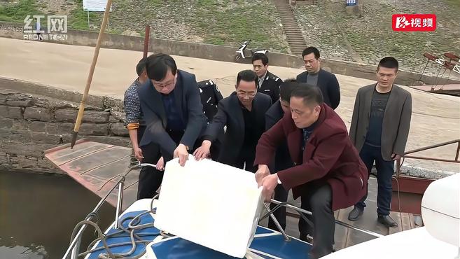 “常客”野生娃娃鱼再来祁东 目前已放归湘江