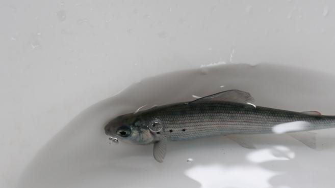 新疆独有的6种野生冷水鱼濒临灭绝,专家解释其生长繁育困境