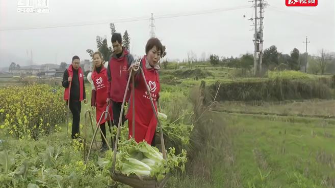 春日味道|春风吹得白菜长 又是“令菜”制作时