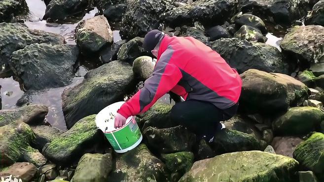 情报站|烟台市民赶海寻鲜,捡拾海青菜收获颇丰!