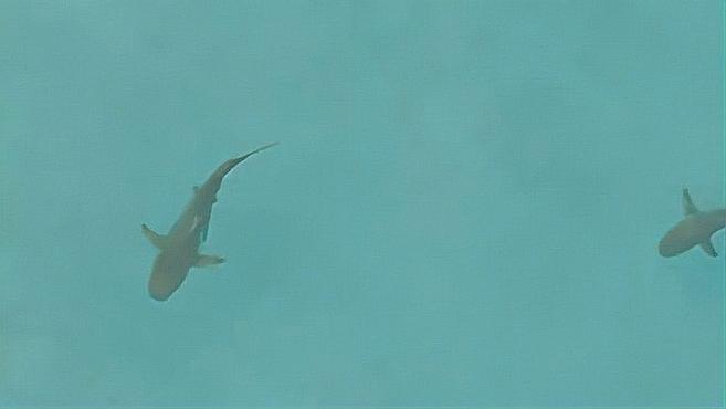 美国9岁男孩第一次下海 竟被1.8米长鲨鱼咬伤