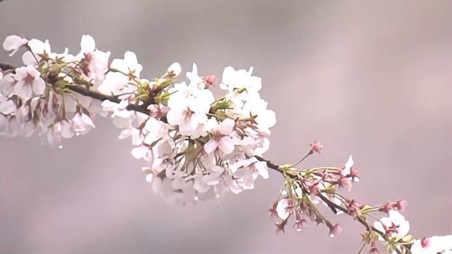 [图]日本京都迎1200年来最早樱花季,或受全球变暖影响