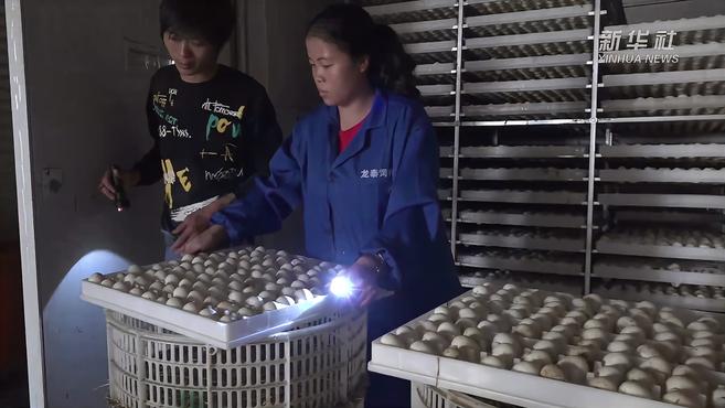 福建连城:鸭农孵蛋繁育忙 供电服务保生产