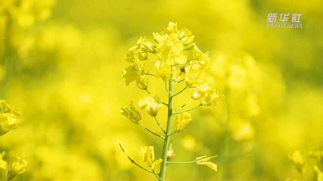 [图]油菜花海美如画