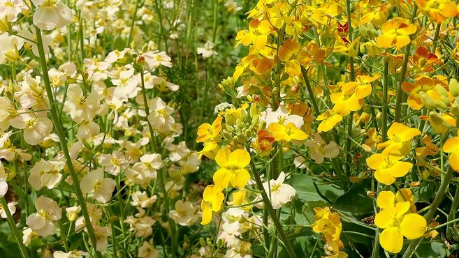 油菜花竟可以有10种颜色!一朵油菜花全身是宝