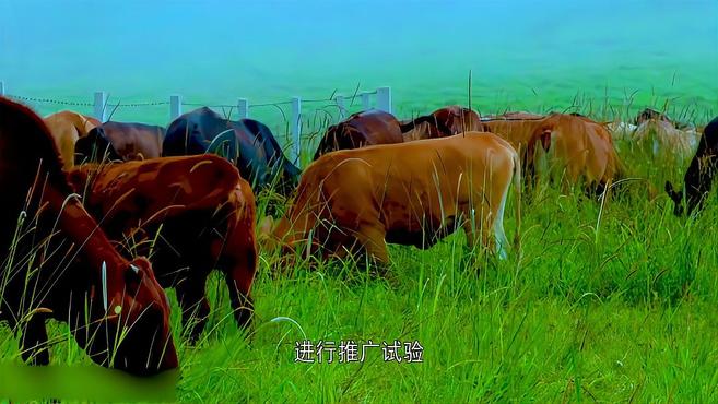 好的牛肉来源于好的品种品质——云岭雪花牛肉
