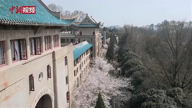 [图]武汉大学樱花绽放 树下人潮涌