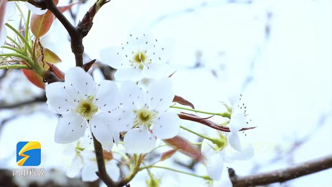 [图]45秒│千载梨园飘香雪 潍坊昌邑这里千亩梨花盛开