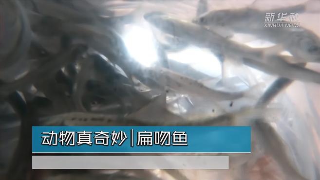 动物真奇妙|扁吻鱼