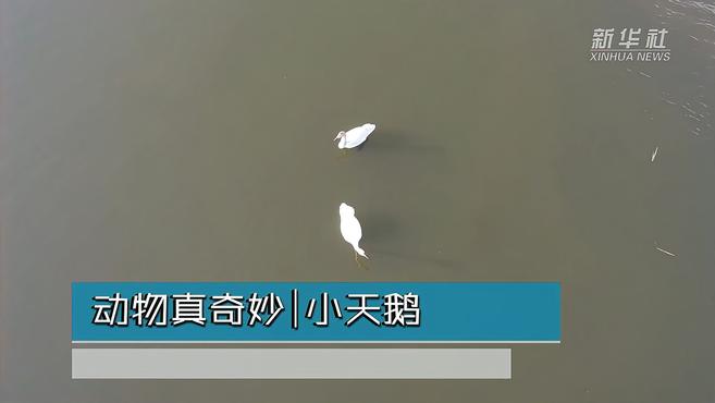 动物真奇妙|小天鹅
