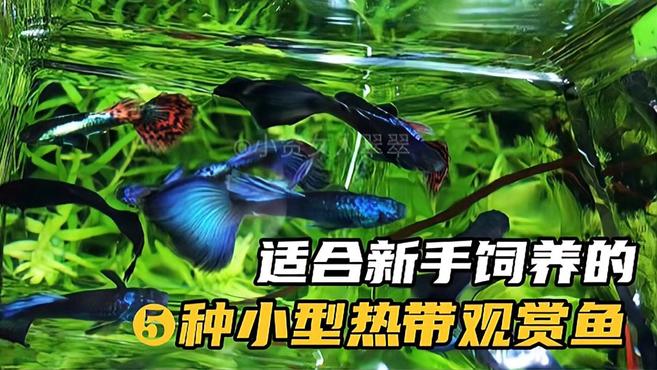 十大最合适新手饲养的,小型热带观赏鱼 下