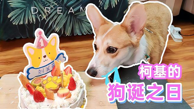 「柯基」狗诞之日,主人买不起宠物蛋糕,只能自己做一个