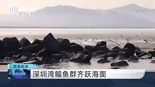 深圳湾鲻鱼群齐跃海面