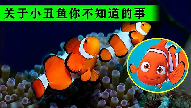 被迪士尼动画骗了好多年,小丑鱼的爸爸,在后来应该叫妈妈