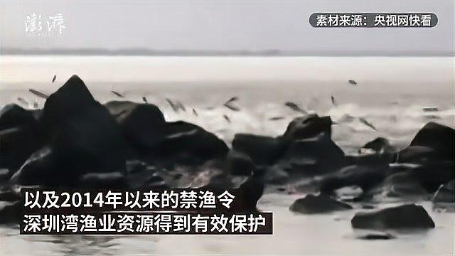 壮观!深圳湾大批鲻鱼海面上逐浪而舞