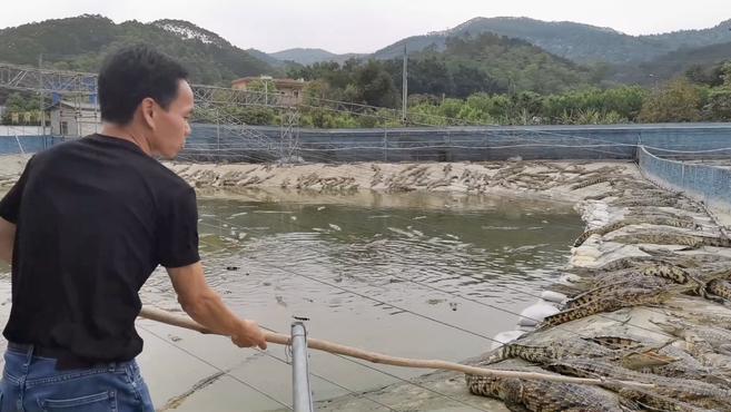 养6000条鳄鱼是种怎样的体验?