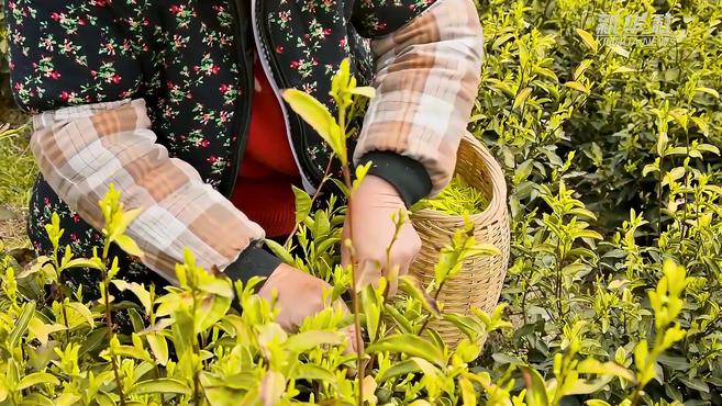 [图]「“飞阅”中国」岭上茶青青 归来衣带香