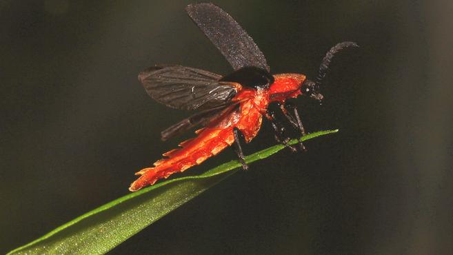 哪里生态好就在哪发光!3个萤火虫新品种现身云南