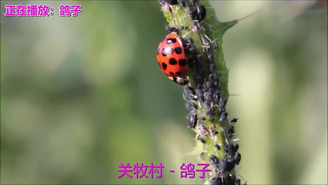 [图]《从头再来》《鸽子》《一对对鸳鸯水上漂》《走出大山》《转弯》